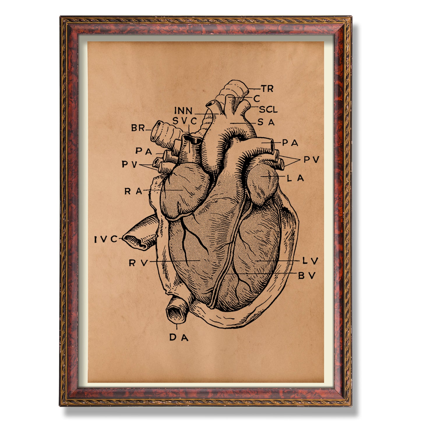 Anatomical heart poster Anatomy decor