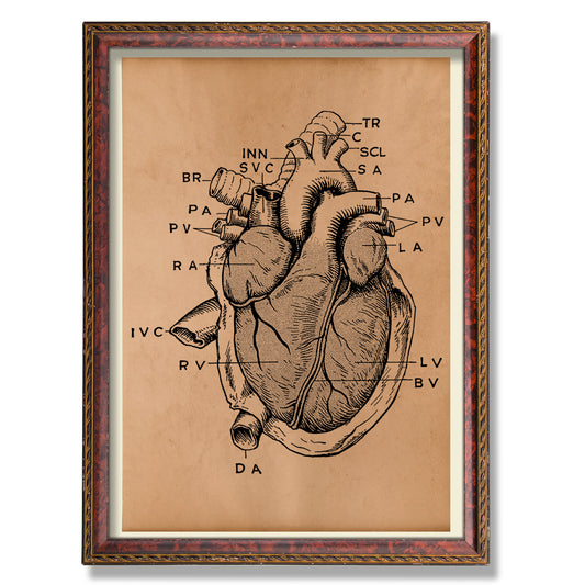 Anatomical heart poster Anatomy decor