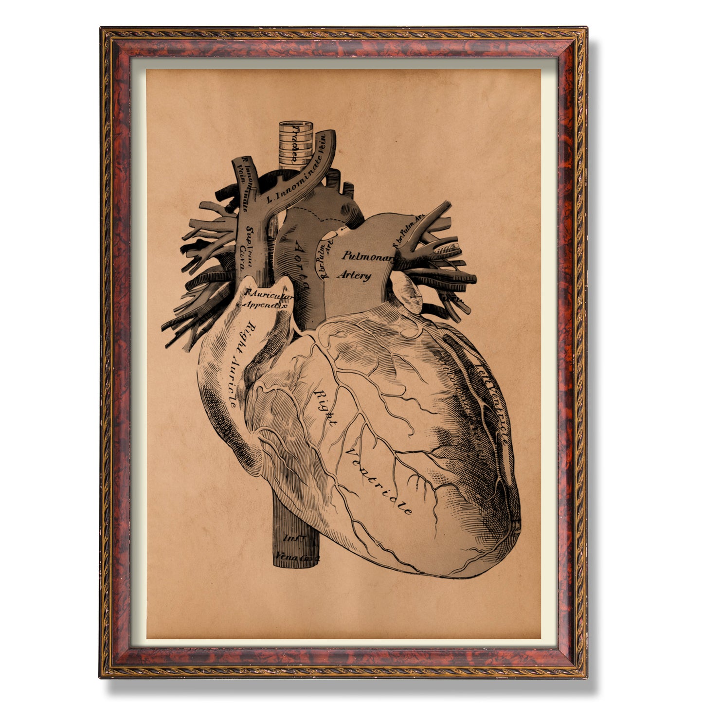 Heart artwork Vintage anatomy poster