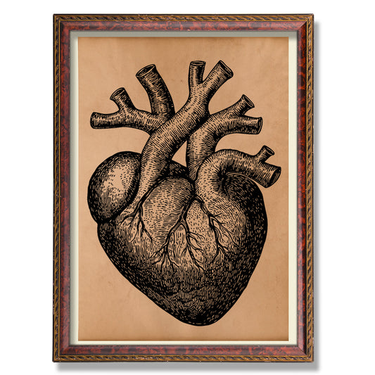 Heart chart Vintage Anatomy print