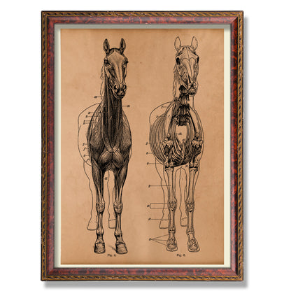 Horse skeleton print Anatomy poster