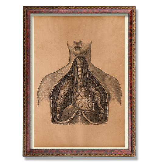 Anatomical heart art Human anatomy print