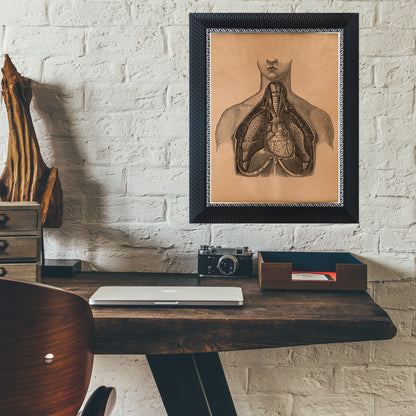 Anatomical heart art Human anatomy print