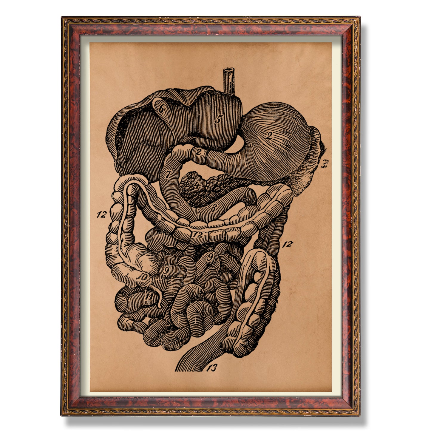 Human organs poster Anatomy print