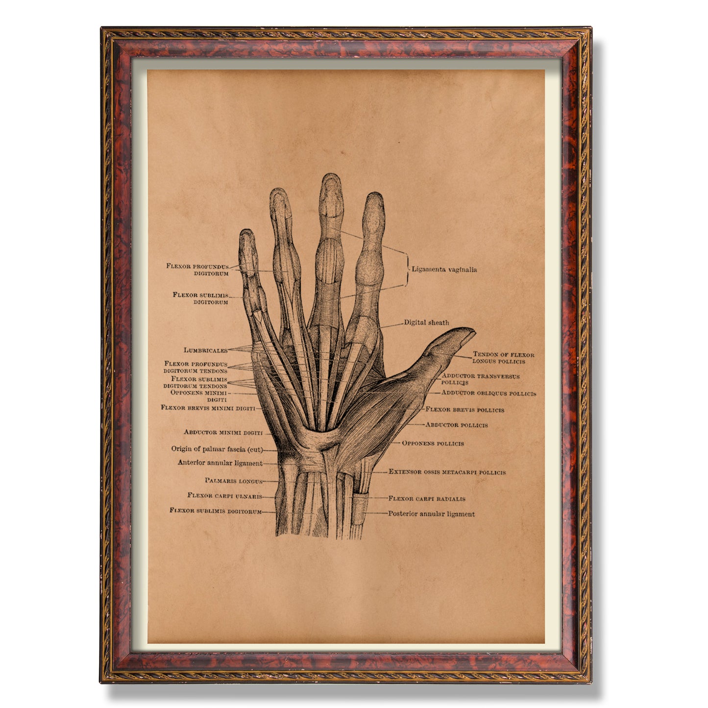 Human hand anatomy print Anatomical poster