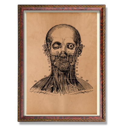 Human head anatomy print Anatomical decor