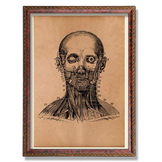 Human head anatomy print Anatomical decor