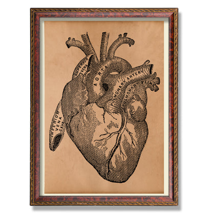 Human heart diagram poster Vintage anatomy print