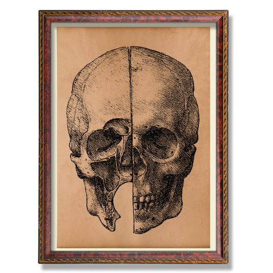 Vintage human skull print Anatomy illustration