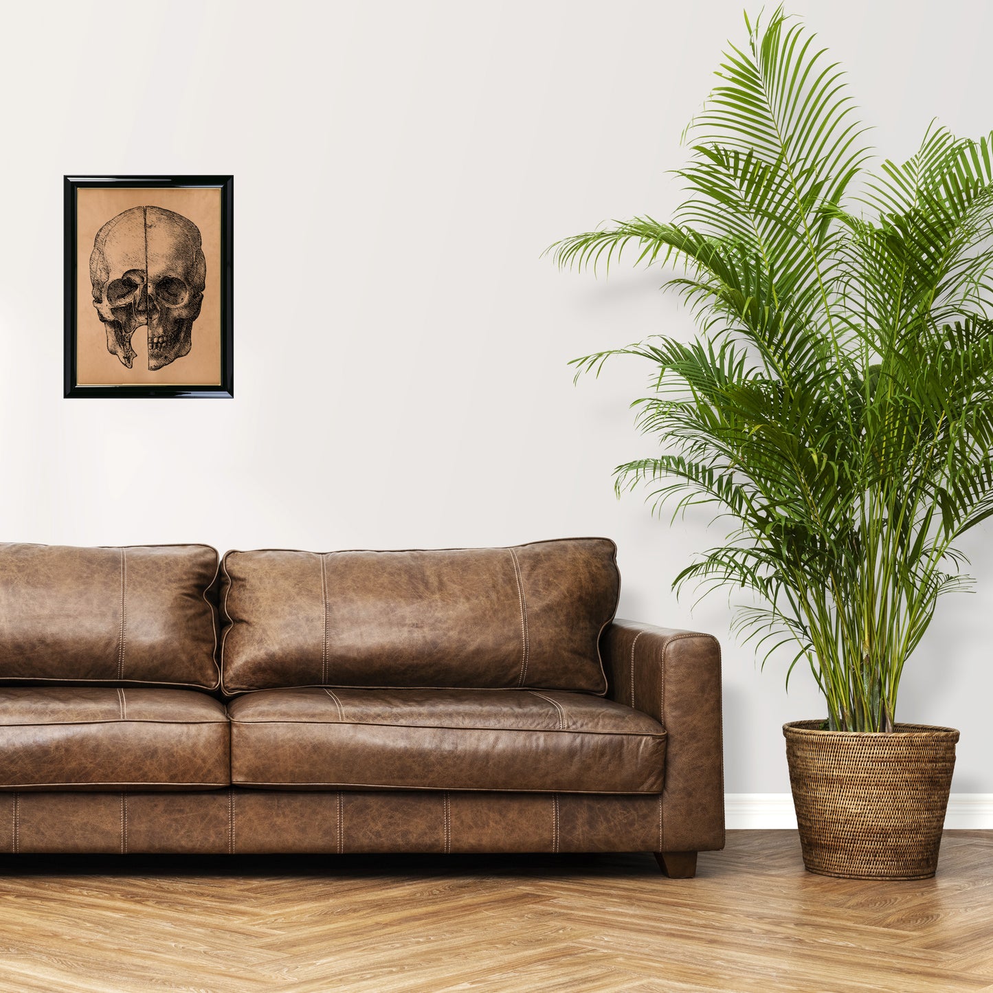 Vintage human skull print Anatomy illustration