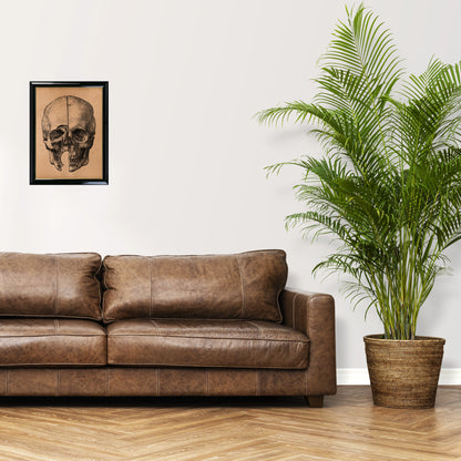 Vintage human skull print Anatomy illustration