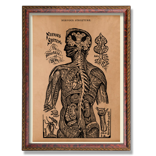 Vintage Nervous system print Anatomy poster