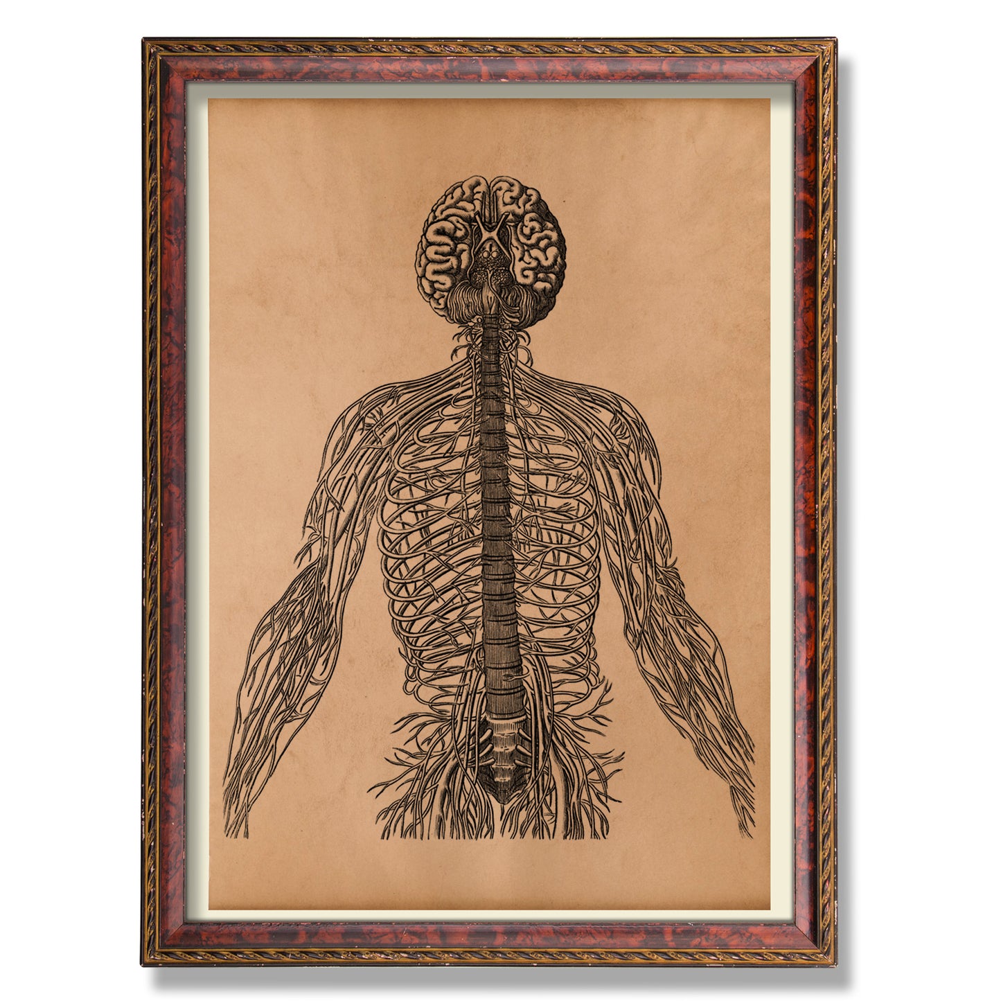 Nervous system anatomy print Brain poster