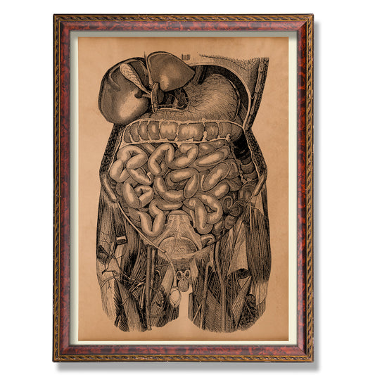 Human body organs poster Anatomy print