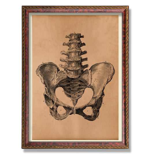 Pelvis anatomy poster Skeleton print