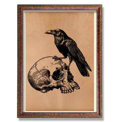 Raven on skull print Vintage anatomy