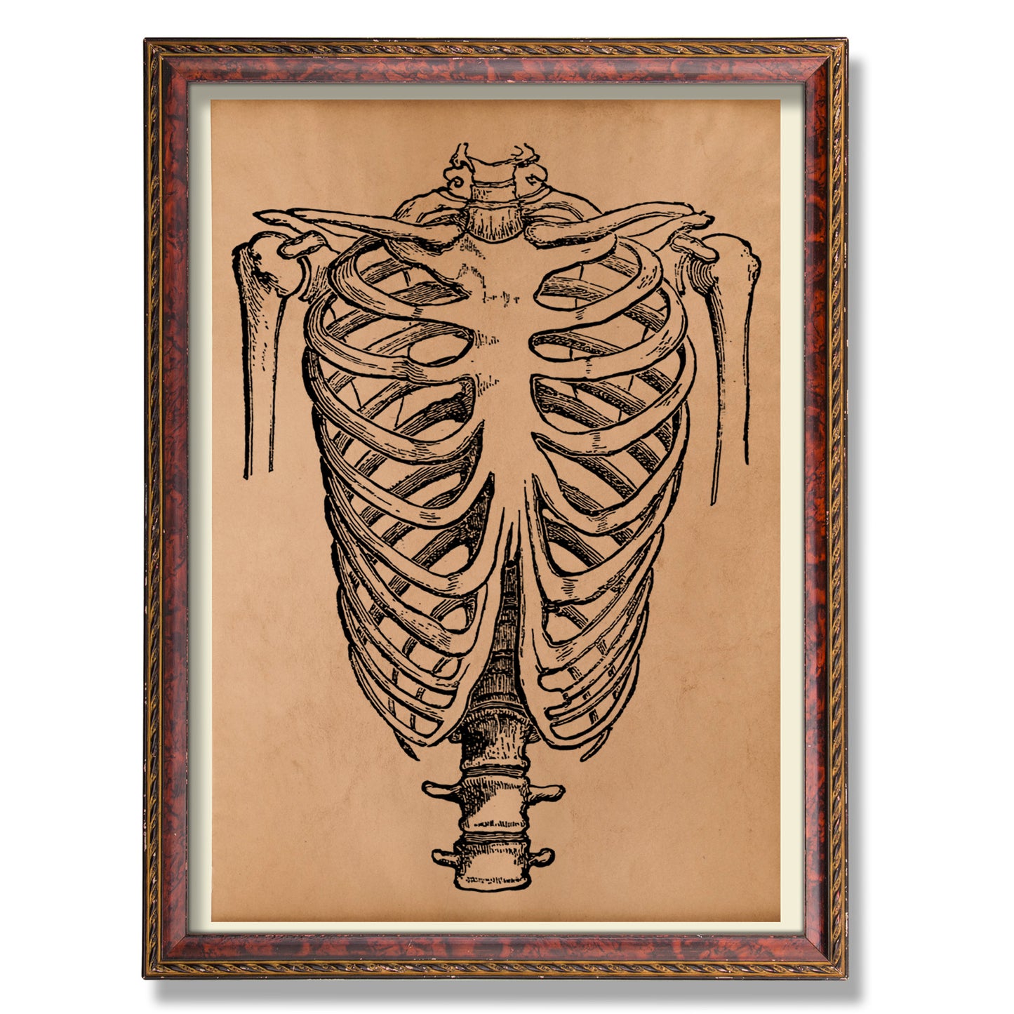 Ribcage anatomy print Skeleton poster