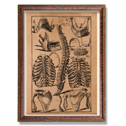 Skeletal system parts print Vintage anatomy