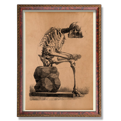 Anatomical skeleton poster Medical print