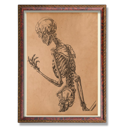 Human Skeleton print Anatomy poster