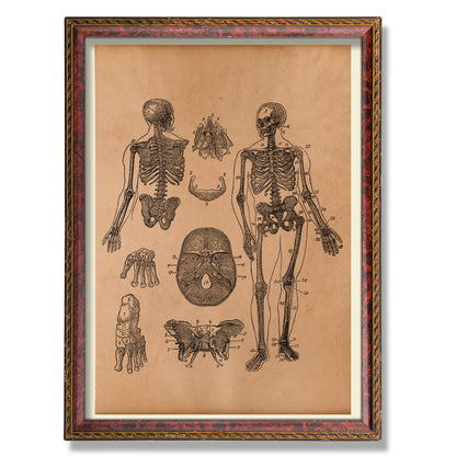 Skeleton decor Anatomical art