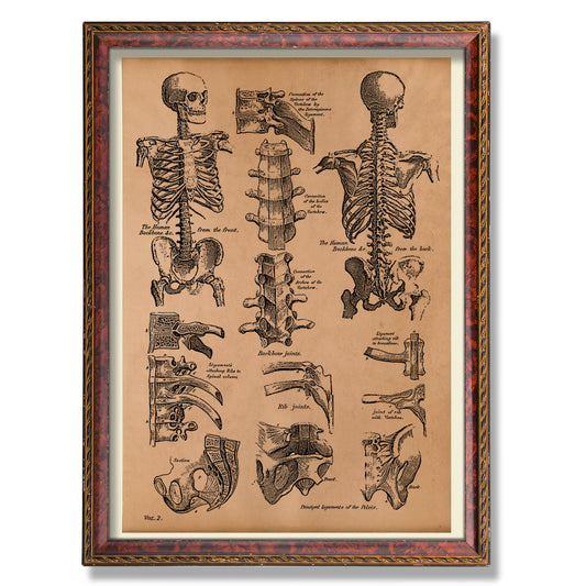 Skeletal system diagram print Vintage anatomy