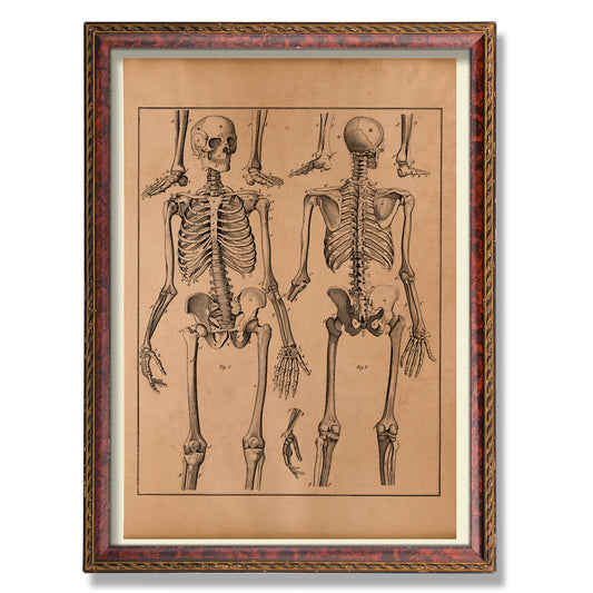 Human skeleton poster Medical print