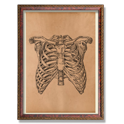 Skeleton rib cage print Vintage anatomy poster