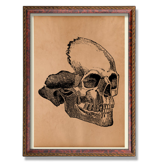 Skull anatomy print Antique anatomical poster