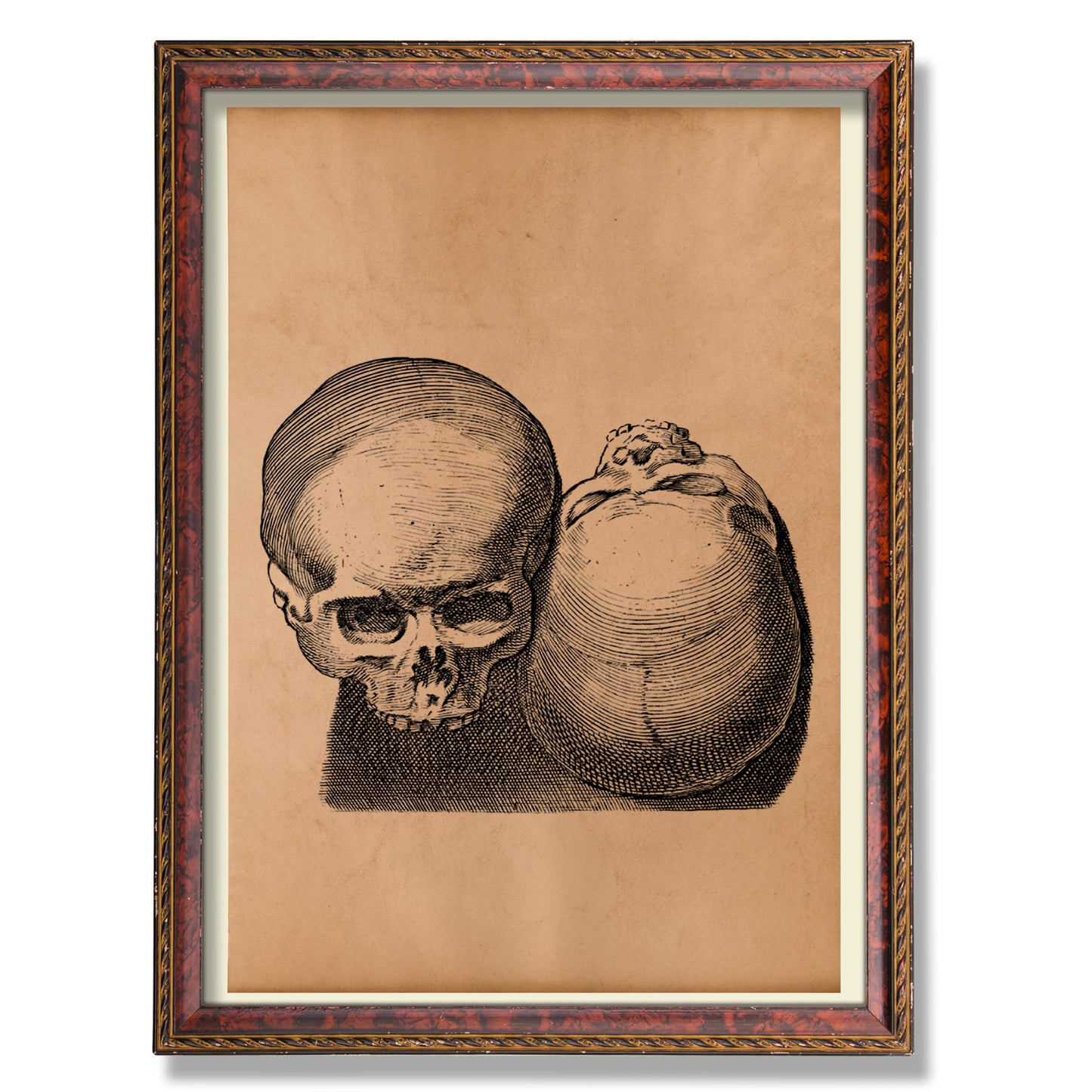 Skull art print Old anatomy poster