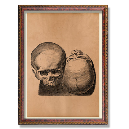 Skull art print Old anatomy poster