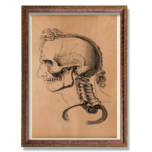 Skull decor Vintage anatomy print