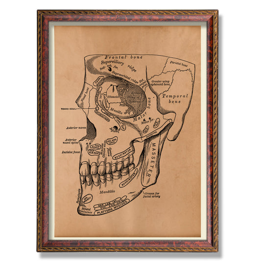 Skull diagram print Vintage anatomy poster