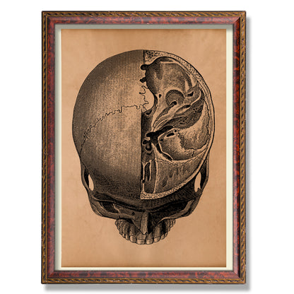 Vintage Skull illustration Anatomy poster