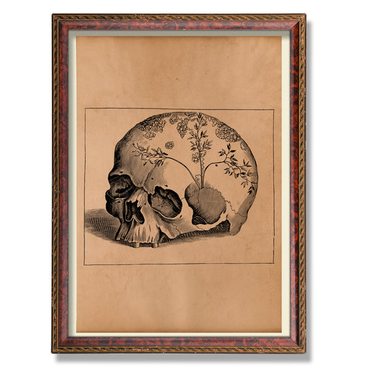 Skull wall art print Anatomical poster