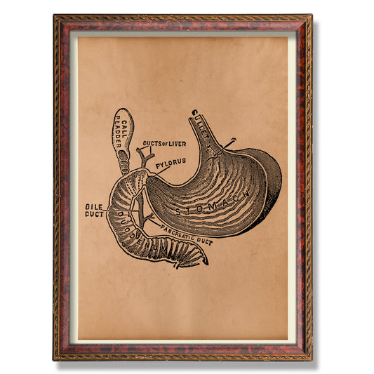 Stomach anatomy print Anatomical poster