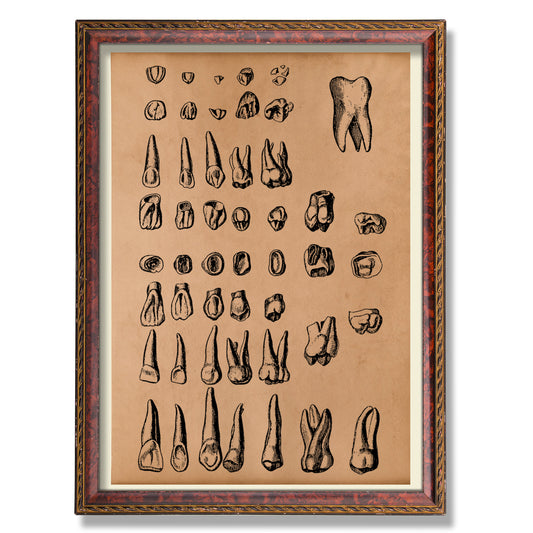 Teeth print Anatomical poster