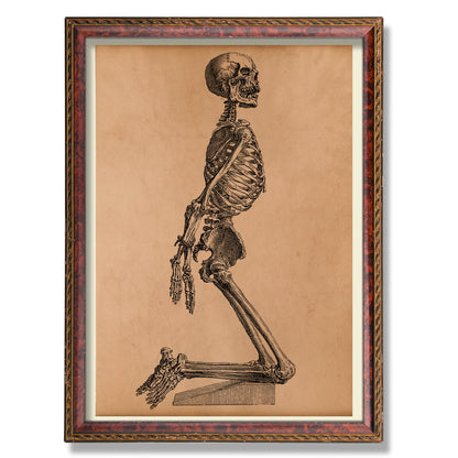 Anatomical skeleton poster Human bone anatomy