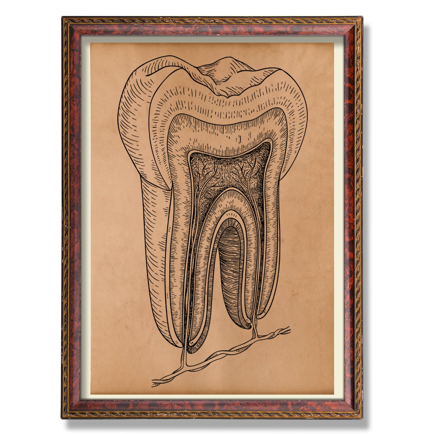 Tooth anatomy print Vintage anatomy