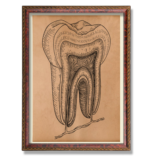 Tooth anatomy print Vintage anatomy