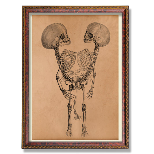 Skeleton anatomy print Anatomical chart