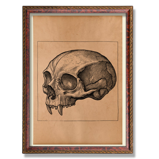 Vampire Skull poster Anatomy decor