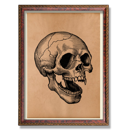 Skull print Vampire decor Vintage anatomy