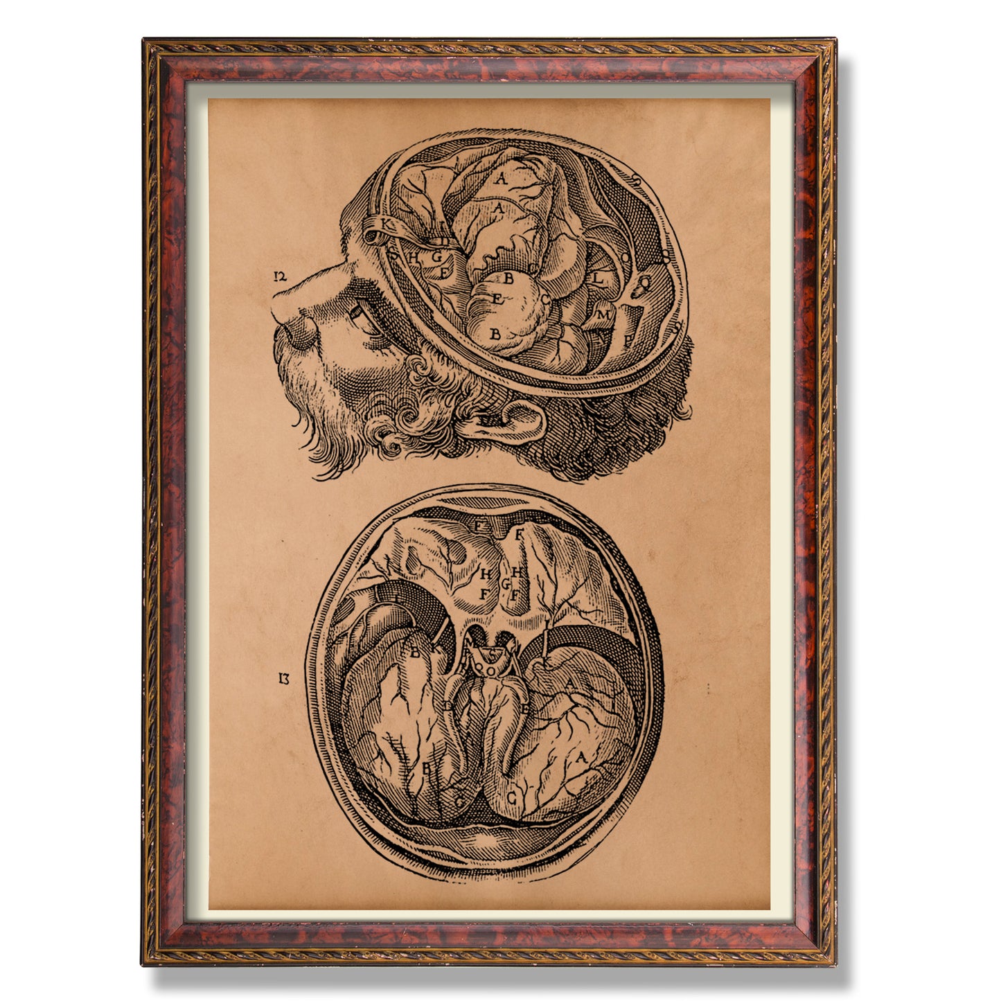 Vintage anatomy print Brain artwork