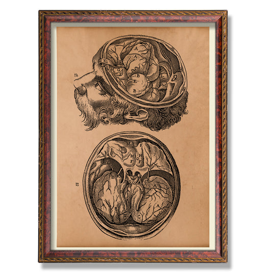 Vintage anatomy print Brain artwork