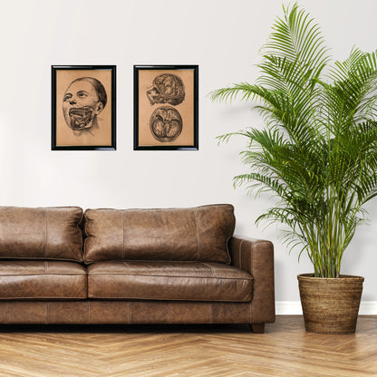Vintage anatomy print Brain artwork