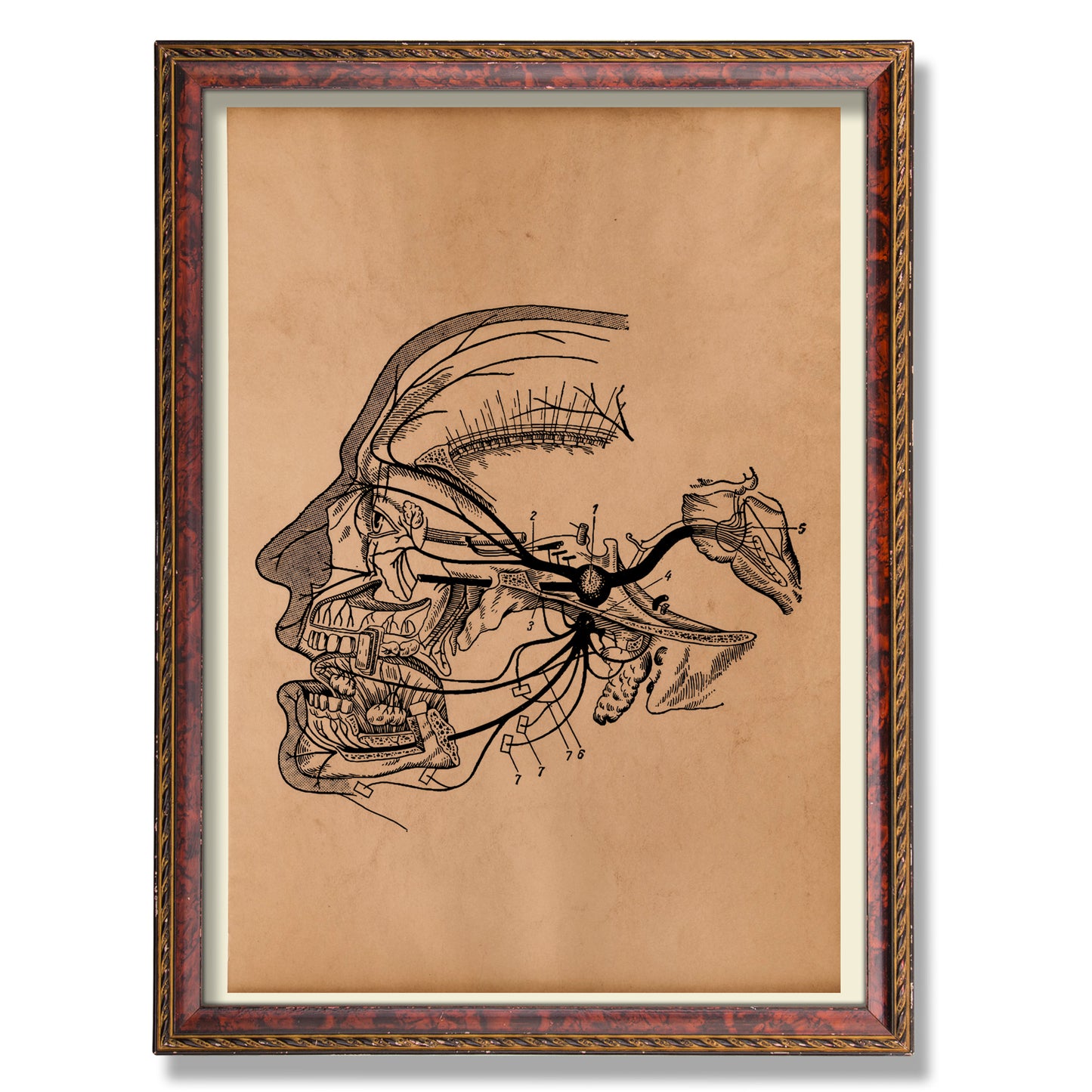 Vintage head anatomy poster Anatomical print