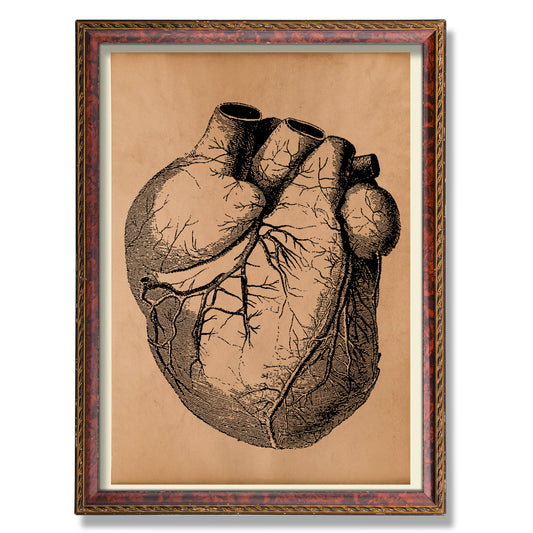 Heart poster Vintage anatomical print