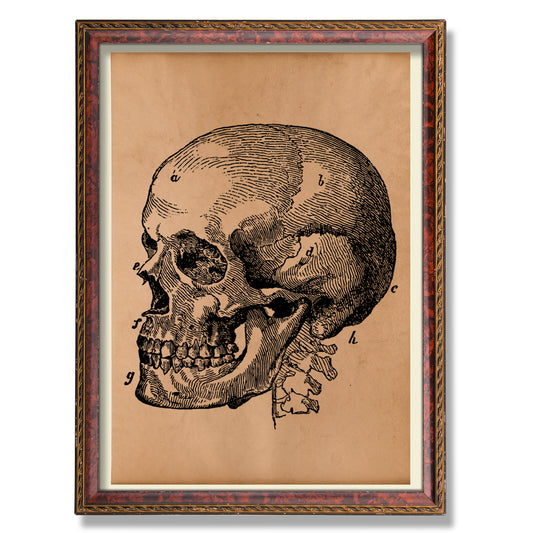 Skull art Anatomy poster